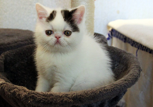 Onyx vom Nordexpress, 8 Wochen alt