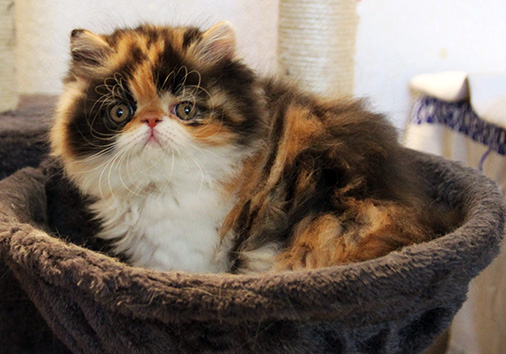 Opaline vom Nordexpress, 8 Wochen alt