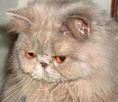 Int.Ch. Bugsy Malone von der Klingelwiese