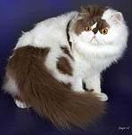 SCCFA GC Flamboyant Burke OMayo