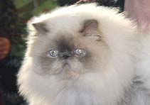 IC Cameron of Jessor Cats