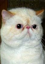 Diamond Elite�s Caprise