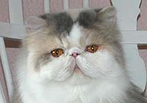 Ch., JW Celeste af Jurian