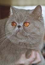 Ch. Cessy vom Wolkenstein