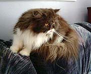 Kameokitn Childress Sweet Mints