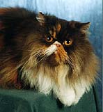 CH S* Pirayas Choc�N�Creme