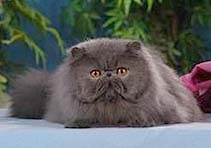 CIC Szatine Crazy Chip of Misza