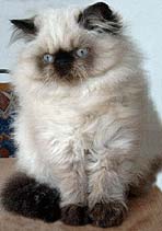 Farbfleck�s Desteny