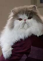 Ch. Jokercats Dropsn Candys