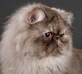 IC Earth-2 Endless Love