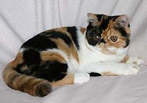 Pigalops Flower by Kenzo