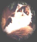 Crystaldee Heavens Tobetsy