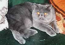 Int.Ch. Jokercats Her-Q-Les