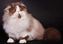 Chatil de Rexs Hotn Sweet