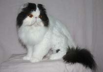 Chatil de Rexs Jolly