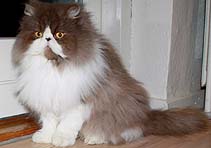 IC Chatil de Rexs Kira