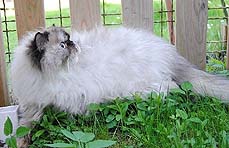 Farbfleck�s Konfetti