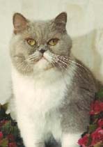 Top-News Lilac Spicy