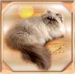 CH Little Sunshine von Saro