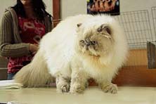 IC, JW Nafi von Saro