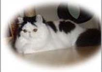 Erdabi Olivia Newton John