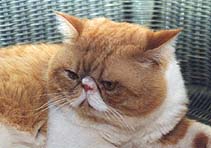 Opal von der Lindenh&ouml;he