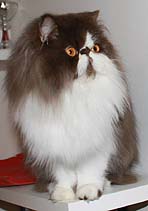 Ch. Pigalops Persille