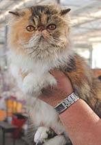 CH Questa Reja Stella von Sierra Leone