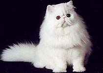 Challcats Snowball of Contrast