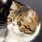 GIC Tango de Sierra Segura