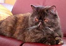 Ch. Unbelievable Katbor-Kis