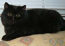 Zein-Mawr Katbor-Kis