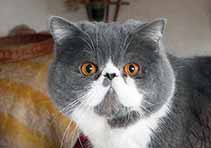 Pivo vom Nordexpress