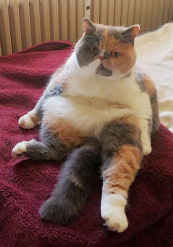 Pandora vom Nordexpress, 2 Jahre 6 Monate alt