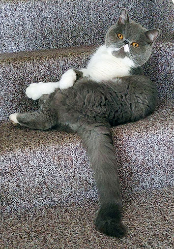 Pernod vom Nordexpress, 11 Monate alt