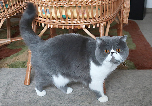 Pivo vom Nordexpress, 3 Jahre 5 Monate alt