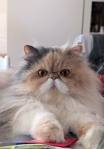 Pussycat vom Nordexpress, 2 Jahre 11 Monate alt