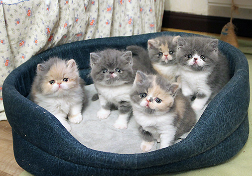 P-Wurf, 5 Wochen alt