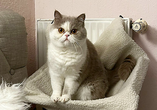 Qamil vom Nordexpress, 1 Jahr 8 Monate alt