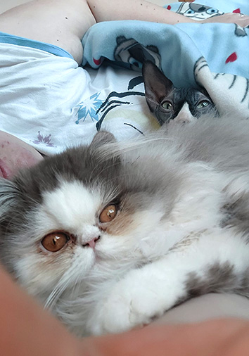 Quiche vom Nordexpress, 5 Monate alt