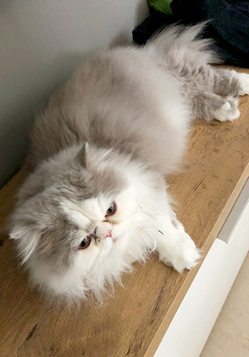 Qui-Gon vom Nordexpress, 8 Monate alt