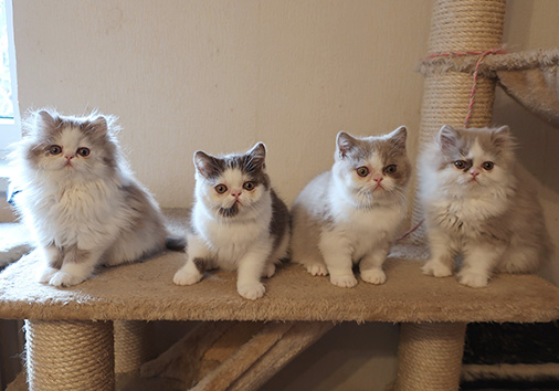 Q-Wurf, 10 Wochen alt