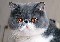 IC Jokercats Rosalie Rosebud