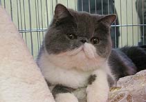 Jokercats Rosalie Rosebud