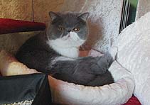 Jokercats Rosalie Rosebud