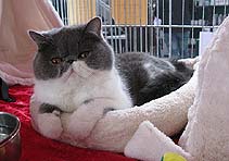 Jokercats Rosalie Rosebud