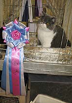 Jokercats Rosalie Rosebud
