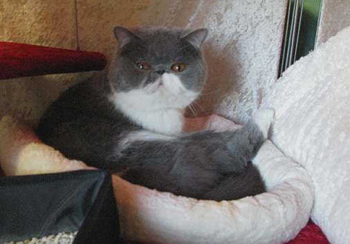 Jokercats Rosalie Rosebud