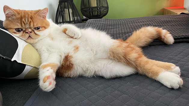 Rammstein vom Nordexpress, 5 Monate alt