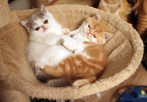 R-Wurf, 9 Wochen alt